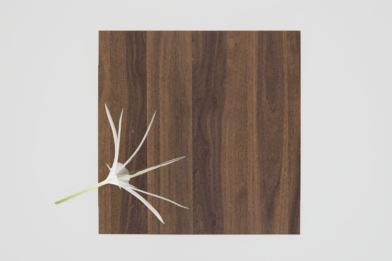 A single white flower with long, thin petals lies on the corner of a square wooden board with a striped grain pattern, set against a plain white background.